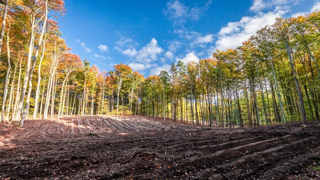 Forestry mulching